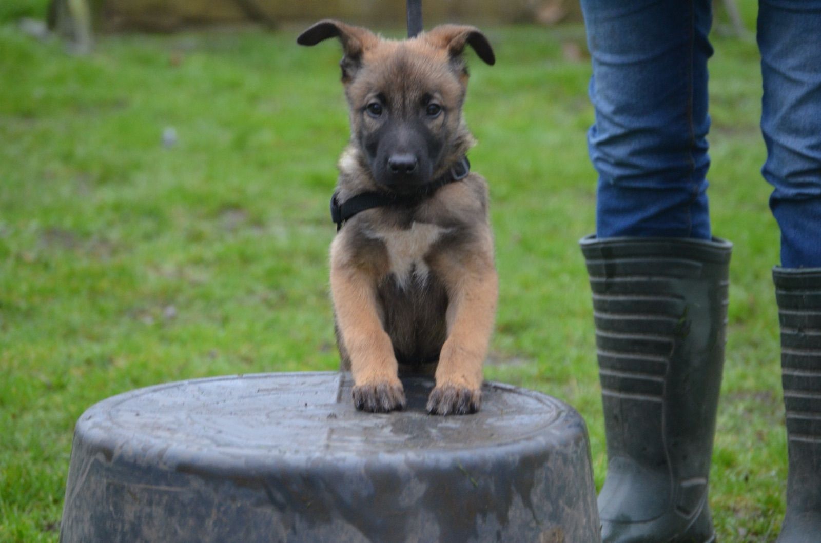 Een jonge herderpup staat met zijn voorpoten op een omgekeerde ton, naast de laarzen van zijn begeleider