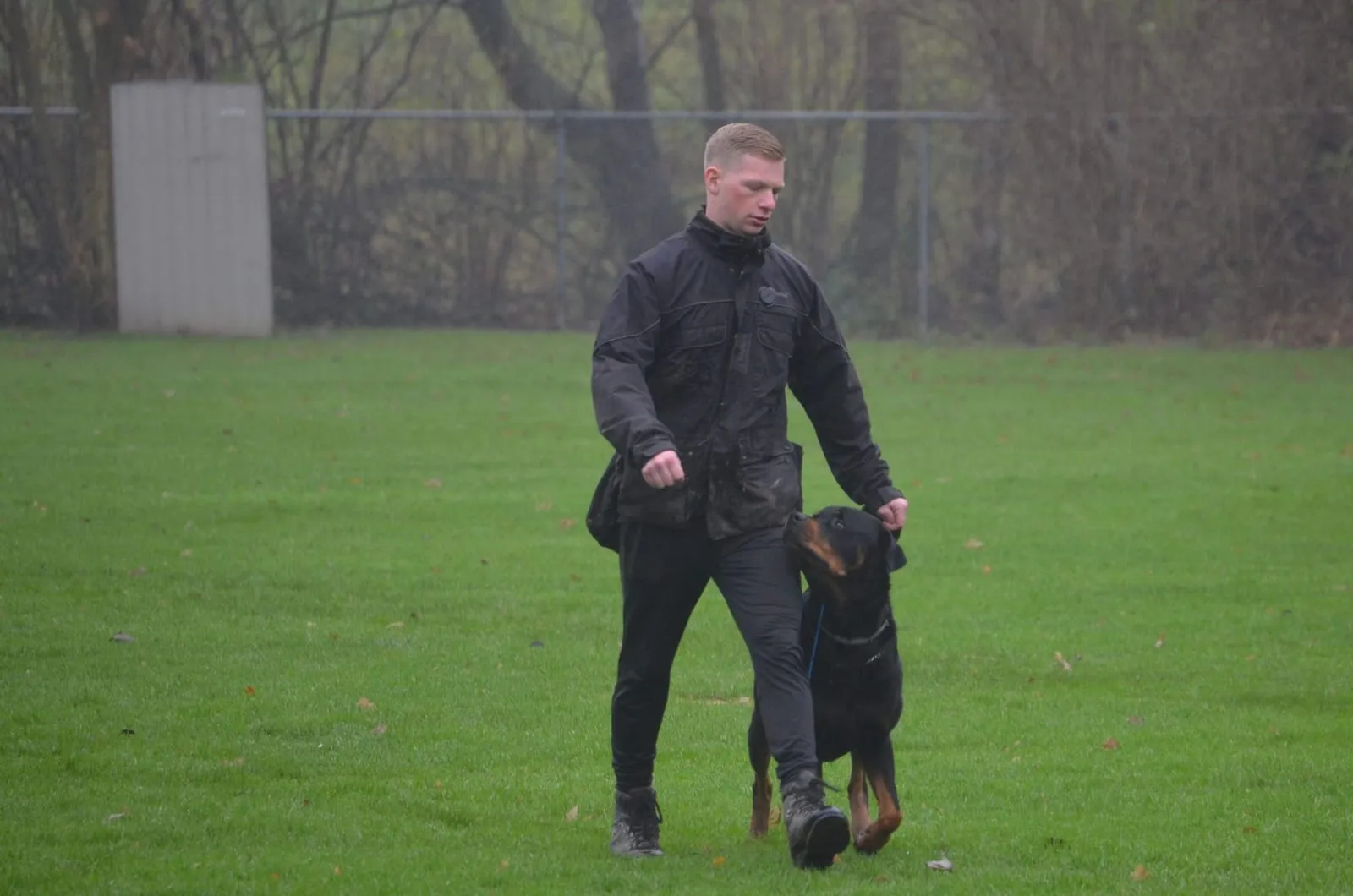 Een rottweiler volgt los naast zijn begeleider over het trainingsveld