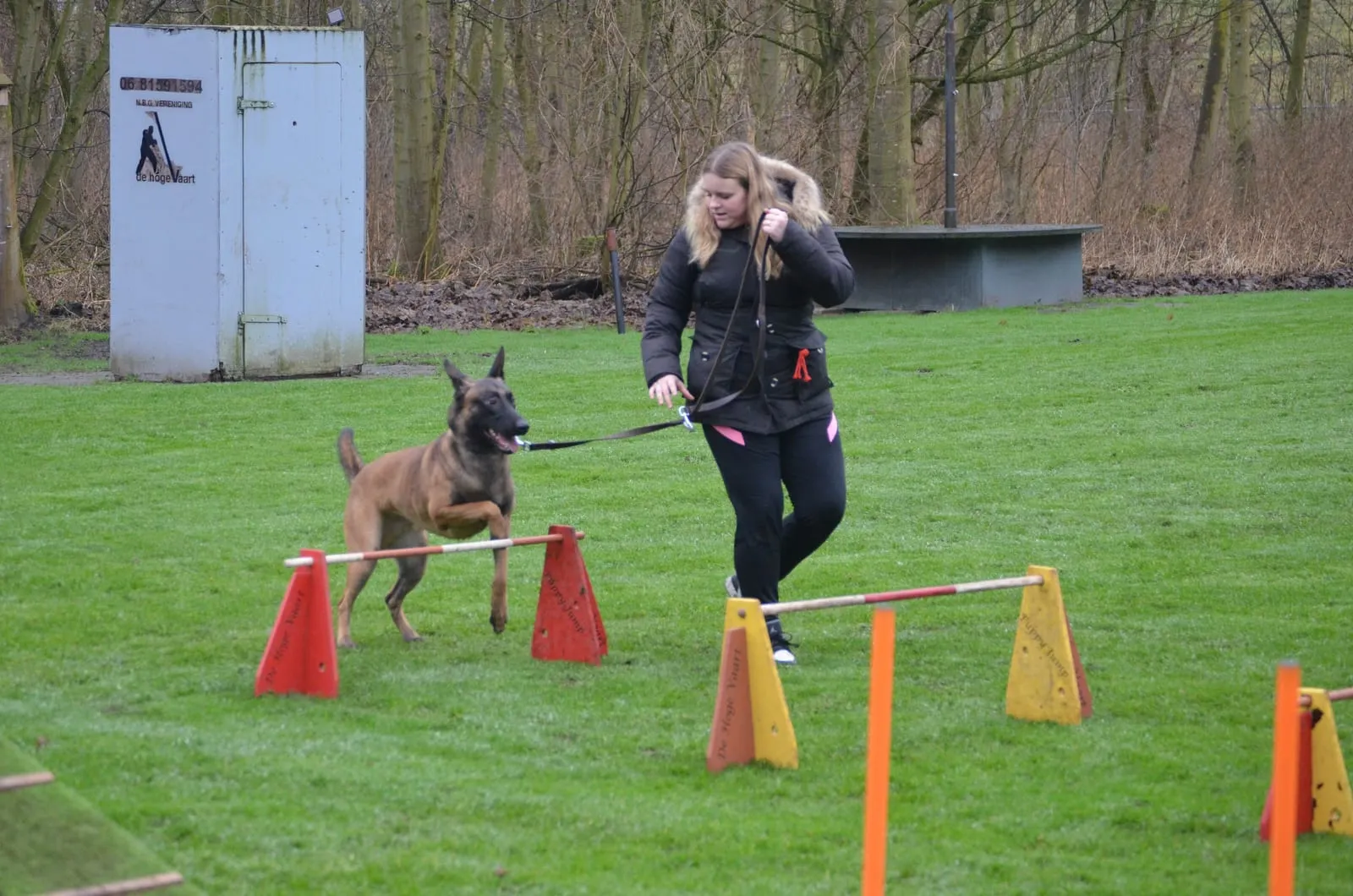 Een Mechelse herder springt naast zijn begeleidster over de lage horde