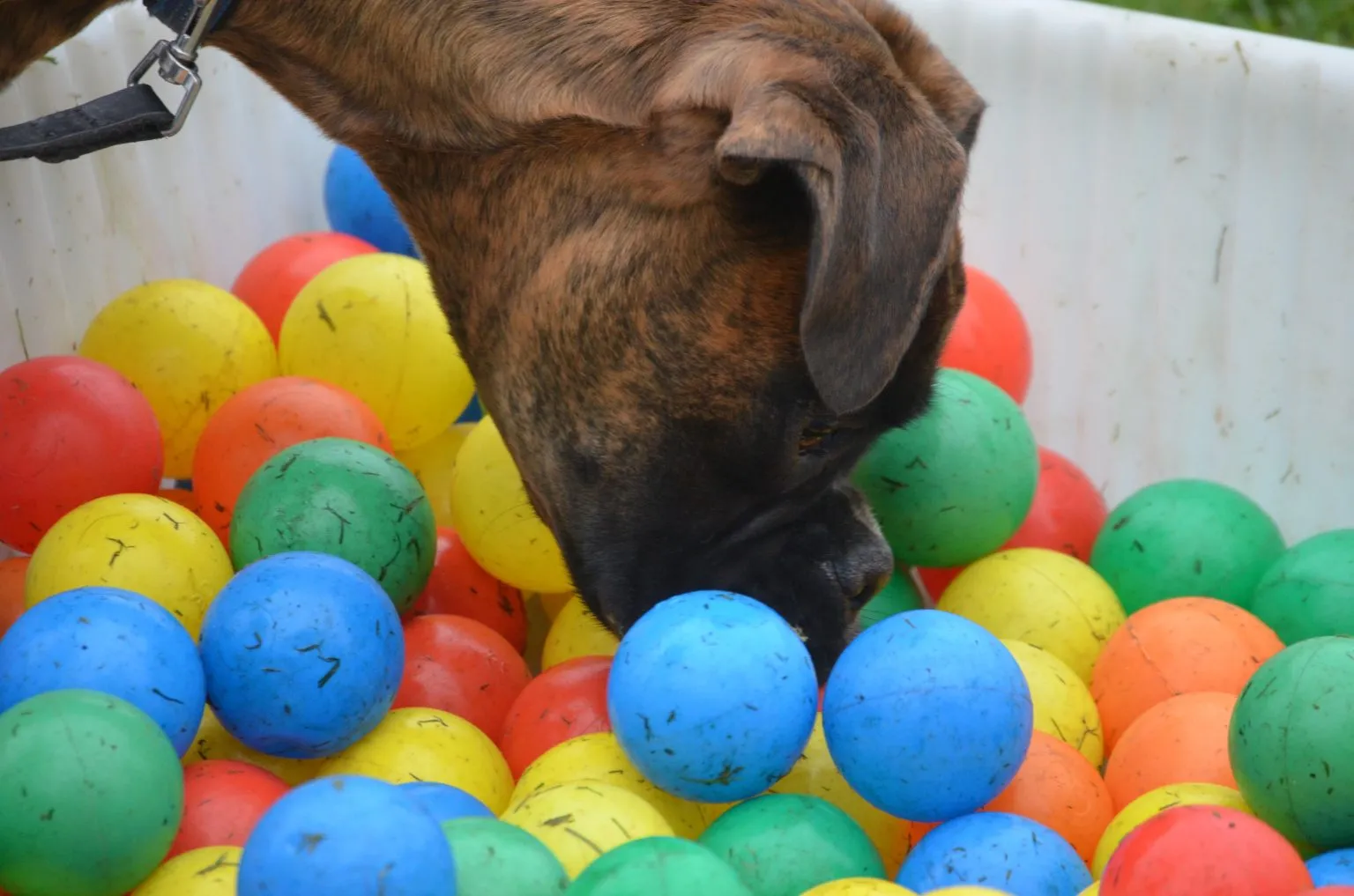 Een pup zoekt met zijn neus tussen de gekleurde ballen in de ballenzoekbak